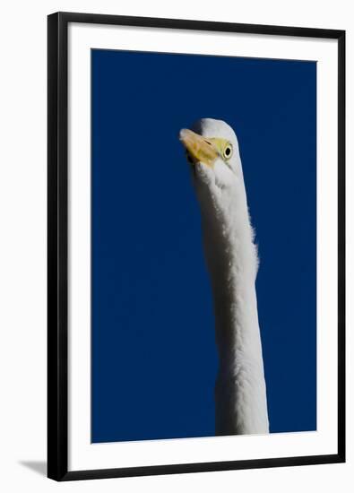 Portrait of Great Egret (Ardea Alba), Pinellas County, Florida, USA-Lynn M^ Stone-Framed Photographic Print