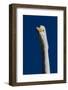 Portrait of Great Egret (Ardea Alba), Pinellas County, Florida, USA-Lynn M^ Stone-Framed Photographic Print
