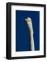 Portrait of Great Egret (Ardea Alba), Pinellas County, Florida, USA-Lynn M^ Stone-Framed Photographic Print