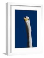 Portrait of Great Egret (Ardea Alba), Pinellas County, Florida, USA-Lynn M^ Stone-Framed Photographic Print