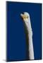 Portrait of Great Egret (Ardea Alba), Pinellas County, Florida, USA-Lynn M^ Stone-Mounted Photographic Print