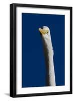 Portrait of Great Egret (Ardea Alba), Pinellas County, Florida, USA-Lynn M^ Stone-Framed Photographic Print