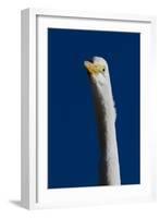 Portrait of Great Egret (Ardea Alba), Pinellas County, Florida, USA-Lynn M^ Stone-Framed Photographic Print