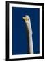 Portrait of Great Egret (Ardea Alba), Pinellas County, Florida, USA-Lynn M^ Stone-Framed Photographic Print