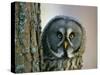 Portrait of Great Grey Owl (Strix Nebulosa) Behind Scots Pine Tree, Scotland, UK-Pete Cairns-Stretched Canvas