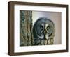 Portrait of Great Grey Owl (Strix Nebulosa) Behind Scots Pine Tree, Scotland, UK-Pete Cairns-Framed Premium Photographic Print