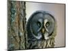 Portrait of Great Grey Owl (Strix Nebulosa) Behind Scots Pine Tree, Scotland, UK-Pete Cairns-Mounted Premium Photographic Print