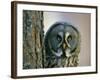 Portrait of Great Grey Owl (Strix Nebulosa) Behind Scots Pine Tree, Scotland, UK-Pete Cairns-Framed Photographic Print