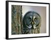 Portrait of Great Grey Owl (Strix Nebulosa) Behind Scots Pine Tree, Scotland, UK-Pete Cairns-Framed Photographic Print