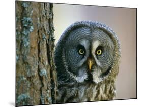 Portrait of Great Grey Owl (Strix Nebulosa) Behind Scots Pine Tree, Scotland, UK-Pete Cairns-Mounted Photographic Print