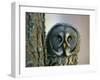 Portrait of Great Grey Owl (Strix Nebulosa) Behind Scots Pine Tree, Scotland, UK-Pete Cairns-Framed Photographic Print