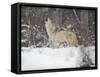 Portrait of Grey Wolf Howling in the Snow-Lynn M^ Stone-Framed Stretched Canvas