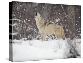 Portrait of Grey Wolf Howling in the Snow-Lynn M^ Stone-Stretched Canvas