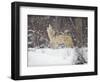 Portrait of Grey Wolf Howling in the Snow-Lynn M^ Stone-Framed Premium Photographic Print