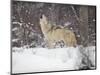 Portrait of Grey Wolf Howling in the Snow-Lynn M^ Stone-Mounted Premium Photographic Print