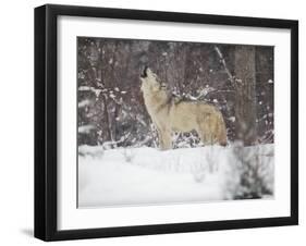 Portrait of Grey Wolf Howling in the Snow-Lynn M^ Stone-Framed Photographic Print