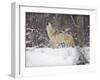 Portrait of Grey Wolf Howling in the Snow-Lynn M^ Stone-Framed Photographic Print