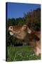 Portrait of Guernsey Cow Lying in Autum Pasture While Chewing Her Cud, Granby-Lynn M^ Stone-Stretched Canvas