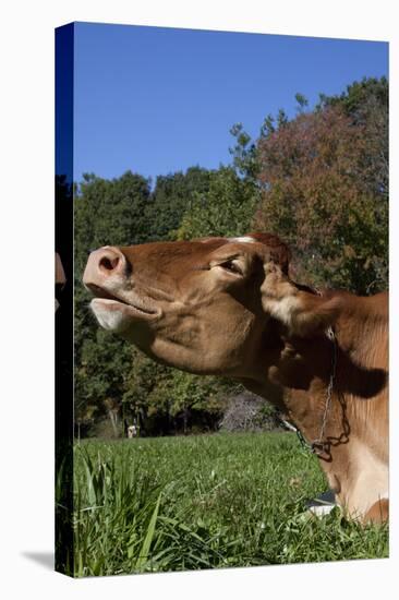 Portrait of Guernsey Cow Lying in Autum Pasture While Chewing Her Cud, Granby-Lynn M^ Stone-Stretched Canvas