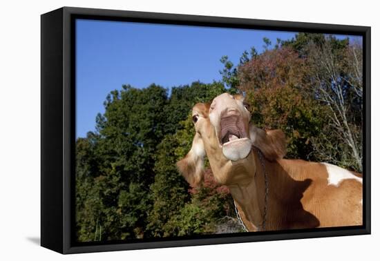 Portrait of Guernsey Cow Lying in Autum Pasture While Chewing Her Cud, Granby-Lynn M^ Stone-Framed Stretched Canvas