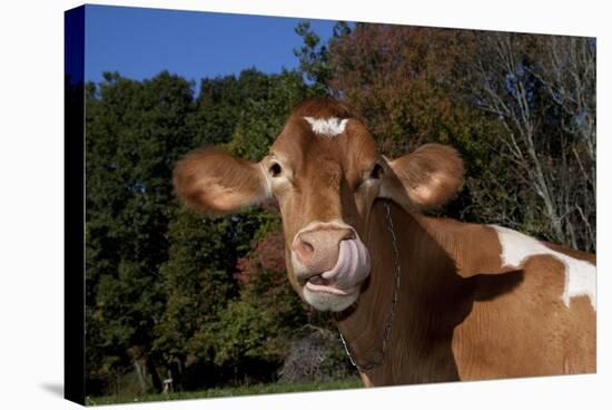 Portrait of Guernsey Cow Lying in Autum Pasture While Chewing Her Cud, Granby-Lynn M^ Stone-Stretched Canvas