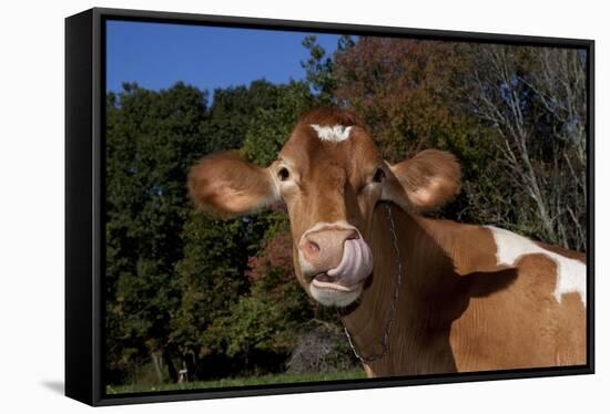 Portrait of Guernsey Cow Lying in Autum Pasture While Chewing Her Cud, Granby-Lynn M^ Stone-Framed Stretched Canvas