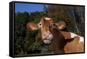 Portrait of Guernsey Cow Lying in Autum Pasture While Chewing Her Cud, Granby-Lynn M^ Stone-Framed Stretched Canvas