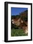 Portrait of Guernsey Cow Lying in Autum Pasture While Chewing Her Cud, Granby-Lynn M^ Stone-Framed Photographic Print