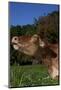 Portrait of Guernsey Cow Lying in Autum Pasture While Chewing Her Cud, Granby-Lynn M^ Stone-Mounted Photographic Print