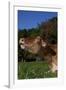 Portrait of Guernsey Cow Lying in Autum Pasture While Chewing Her Cud, Granby-Lynn M^ Stone-Framed Photographic Print