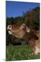Portrait of Guernsey Cow Lying in Autum Pasture While Chewing Her Cud, Granby-Lynn M^ Stone-Mounted Photographic Print