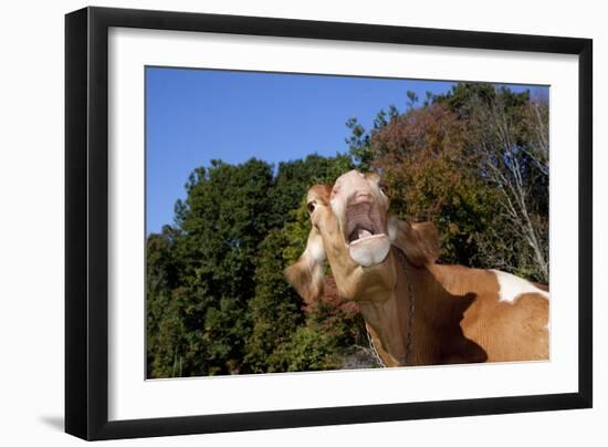 Portrait of Guernsey Cow Lying in Autum Pasture While Chewing Her Cud, Granby-Lynn M^ Stone-Framed Photographic Print