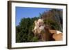 Portrait of Guernsey Cow Lying in Autum Pasture While Chewing Her Cud, Granby-Lynn M^ Stone-Framed Photographic Print