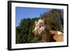 Portrait of Guernsey Cow Lying in Autum Pasture While Chewing Her Cud, Granby-Lynn M^ Stone-Framed Photographic Print