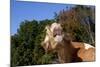 Portrait of Guernsey Cow Lying in Autum Pasture While Chewing Her Cud, Granby-Lynn M^ Stone-Mounted Photographic Print