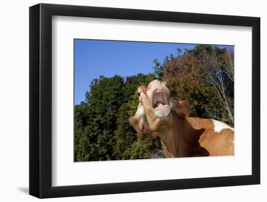 Portrait of Guernsey Cow Lying in Autum Pasture While Chewing Her Cud, Granby-Lynn M^ Stone-Framed Photographic Print