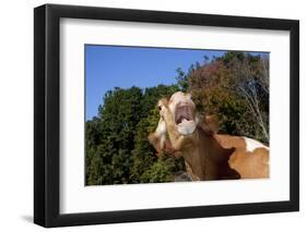 Portrait of Guernsey Cow Lying in Autum Pasture While Chewing Her Cud, Granby-Lynn M^ Stone-Framed Photographic Print