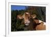 Portrait of Guernsey Cow Lying in Autum Pasture While Chewing Her Cud, Granby-Lynn M^ Stone-Framed Photographic Print