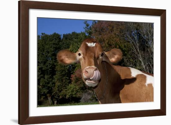 Portrait of Guernsey Cow Lying in Autum Pasture While Chewing Her Cud, Granby-Lynn M^ Stone-Framed Photographic Print