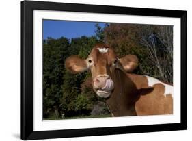 Portrait of Guernsey Cow Lying in Autum Pasture While Chewing Her Cud, Granby-Lynn M^ Stone-Framed Photographic Print