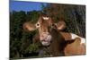 Portrait of Guernsey Cow Lying in Autum Pasture While Chewing Her Cud, Granby-Lynn M^ Stone-Mounted Photographic Print