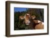 Portrait of Guernsey Cow Lying in Autum Pasture While Chewing Her Cud, Granby-Lynn M^ Stone-Framed Photographic Print