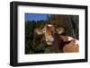 Portrait of Guernsey Cow Lying in Autum Pasture While Chewing Her Cud, Granby-Lynn M^ Stone-Framed Photographic Print