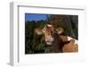 Portrait of Guernsey Cow Lying in Autum Pasture While Chewing Her Cud, Granby-Lynn M^ Stone-Framed Photographic Print