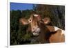 Portrait of Guernsey Cow Lying in Autum Pasture While Chewing Her Cud, Granby-Lynn M^ Stone-Framed Photographic Print