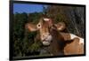 Portrait of Guernsey Cow Lying in Autum Pasture While Chewing Her Cud, Granby-Lynn M^ Stone-Framed Photographic Print