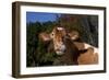 Portrait of Guernsey Cow Lying in Autum Pasture While Chewing Her Cud, Granby-Lynn M^ Stone-Framed Photographic Print