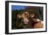 Portrait of Guernsey Cow Lying in Autum Pasture While Chewing Her Cud, Granby-Lynn M^ Stone-Framed Photographic Print