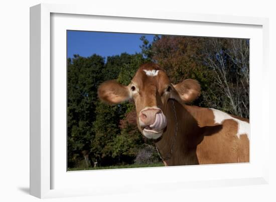 Portrait of Guernsey Cow Lying in Autum Pasture While Chewing Her Cud, Granby-Lynn M^ Stone-Framed Photographic Print