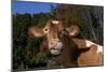 Portrait of Guernsey Cow Lying in Autum Pasture While Chewing Her Cud, Granby-Lynn M^ Stone-Mounted Photographic Print